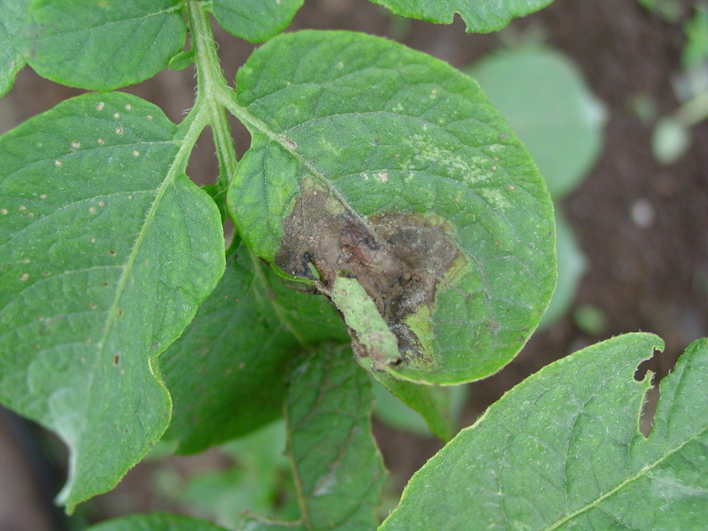Potato leaf infected with late blight
