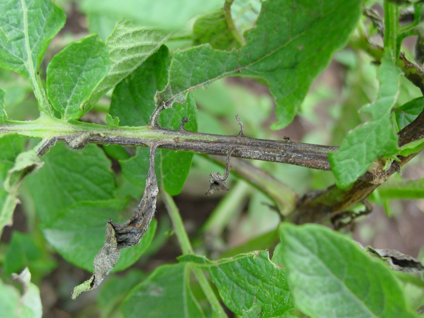 Potato stem infected with late blight