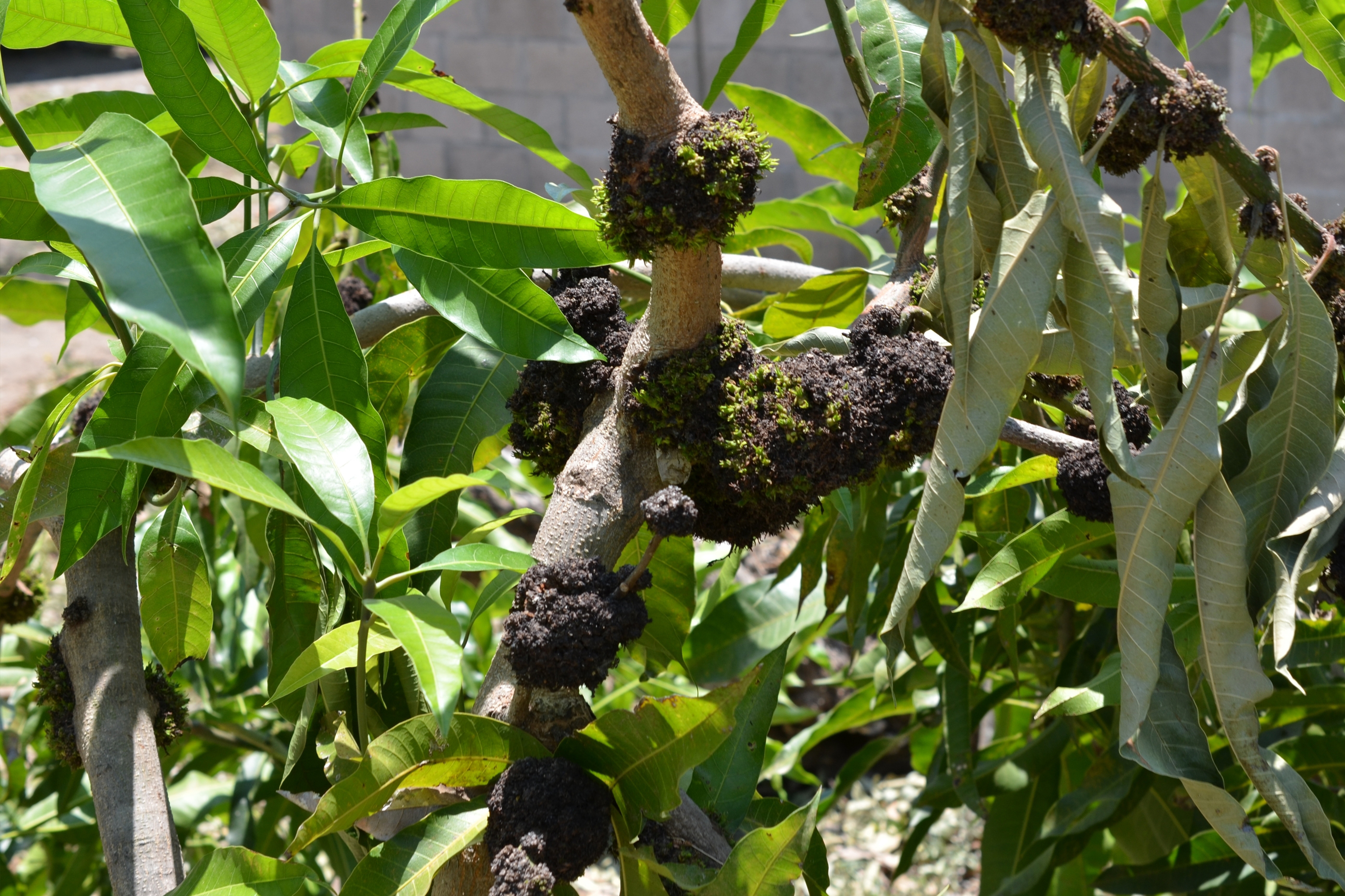 Distorted leaf bud growth of a mango tree infected with mango malformation disease