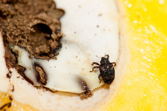 Adult mango seed weevil