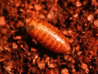 Medfly pupa