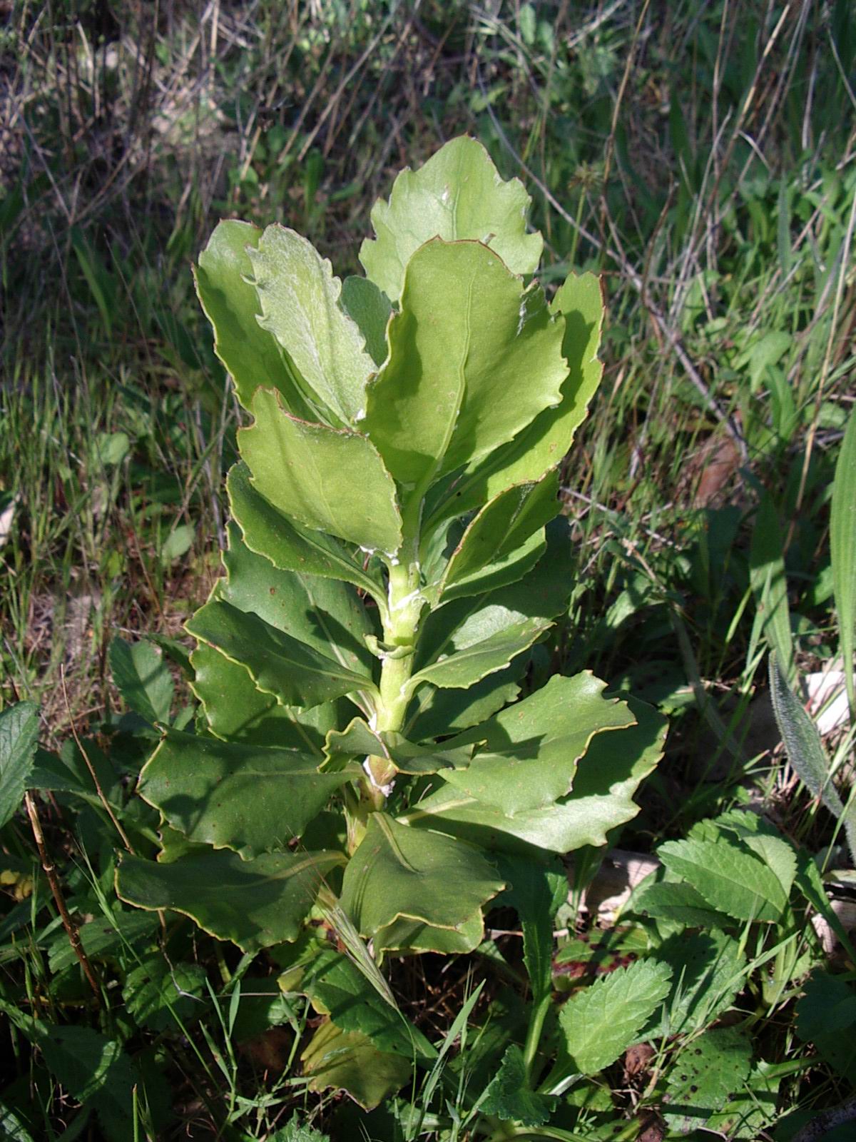Boneseed seedling