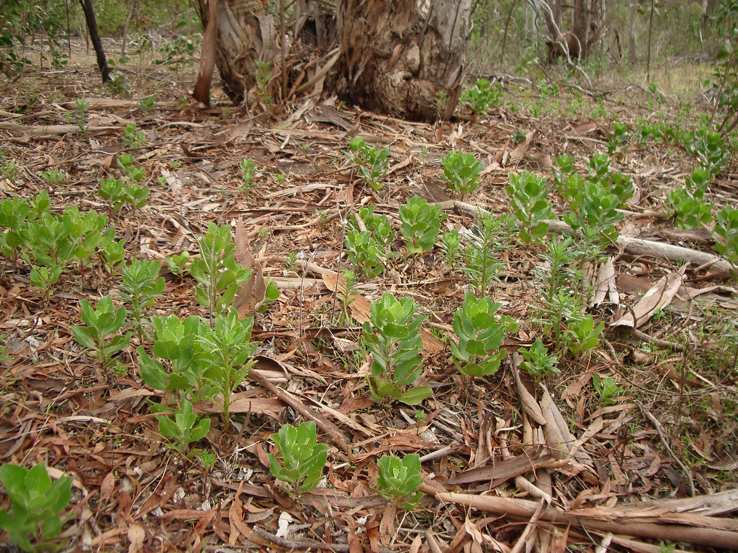 Boneseed seedlings