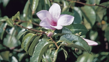 Pink flower among leaves