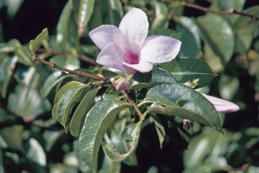 Pink flower among leaves
