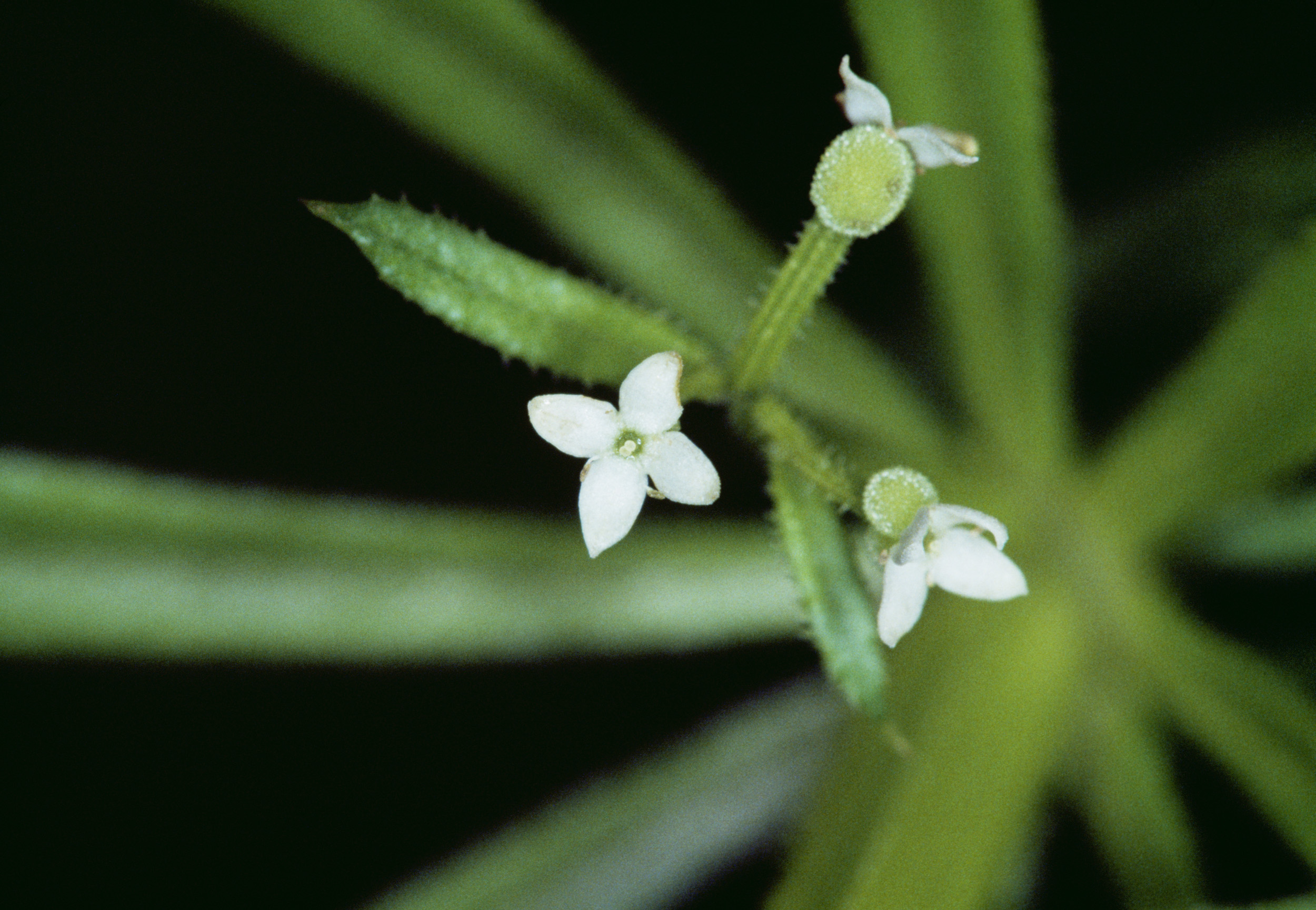 Close-up photo of plant small white flowers