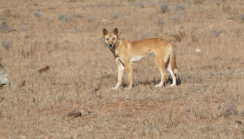 Dingo in a field