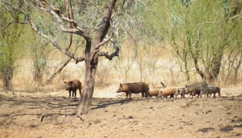 Feral pigs at waterhole in the Kimberley