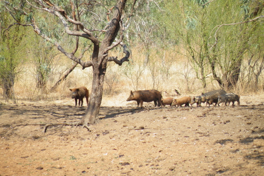 Feral pigs at waterhole in the Kimberley