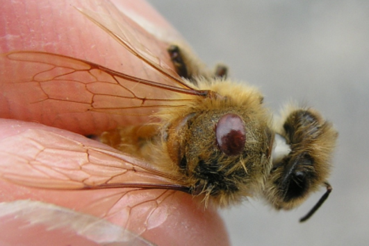 Varroa mite on a bee