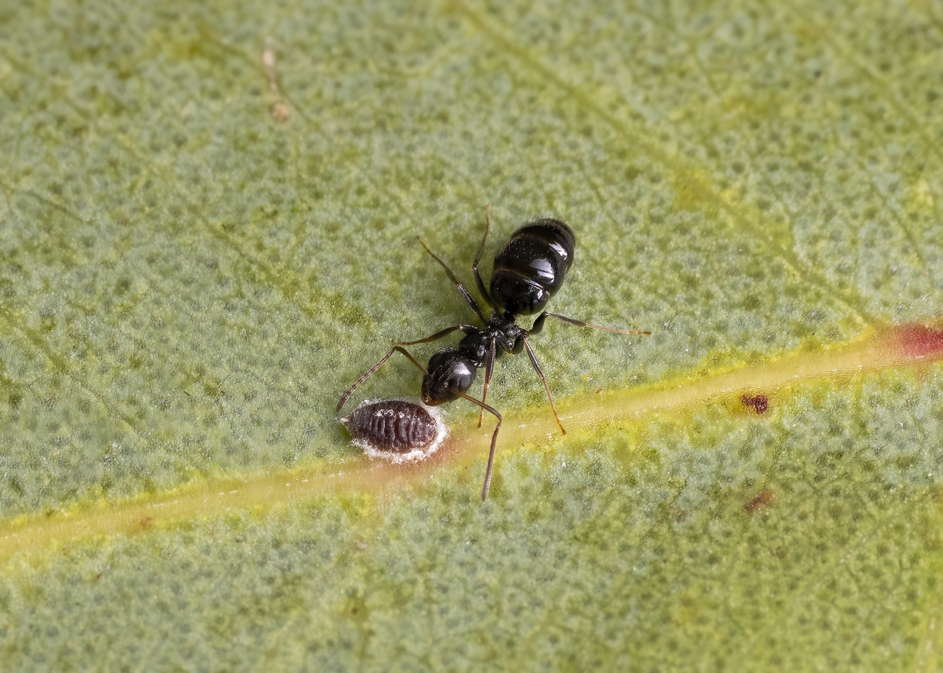 Black ant with large abdomen on leaf
