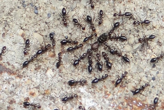 Shiny dark brown ants