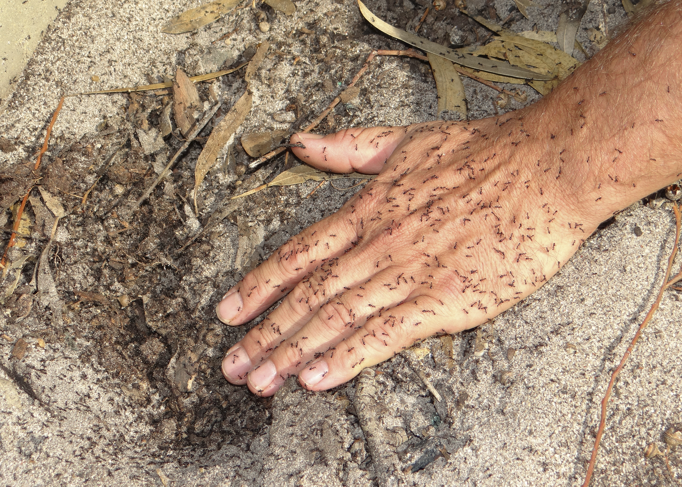Browsing ants cover a person's hand