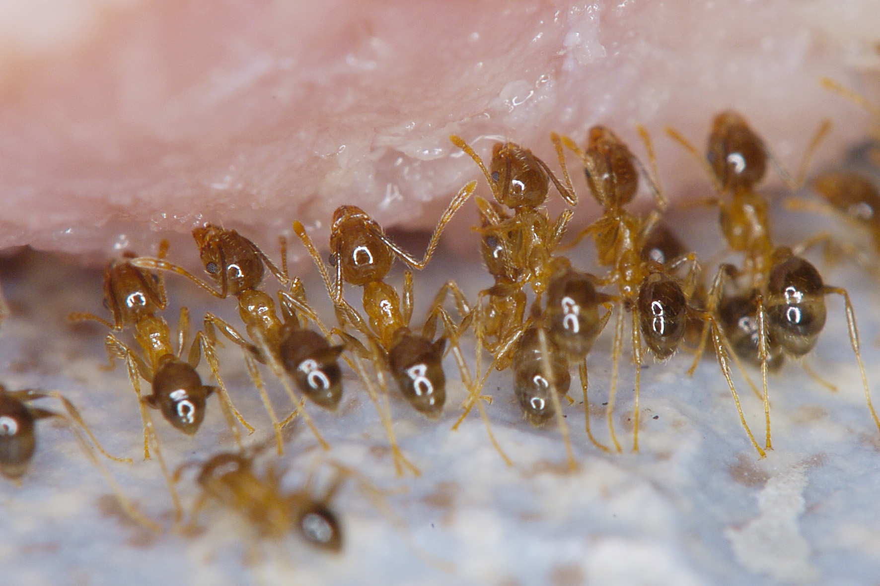 Big headed ants