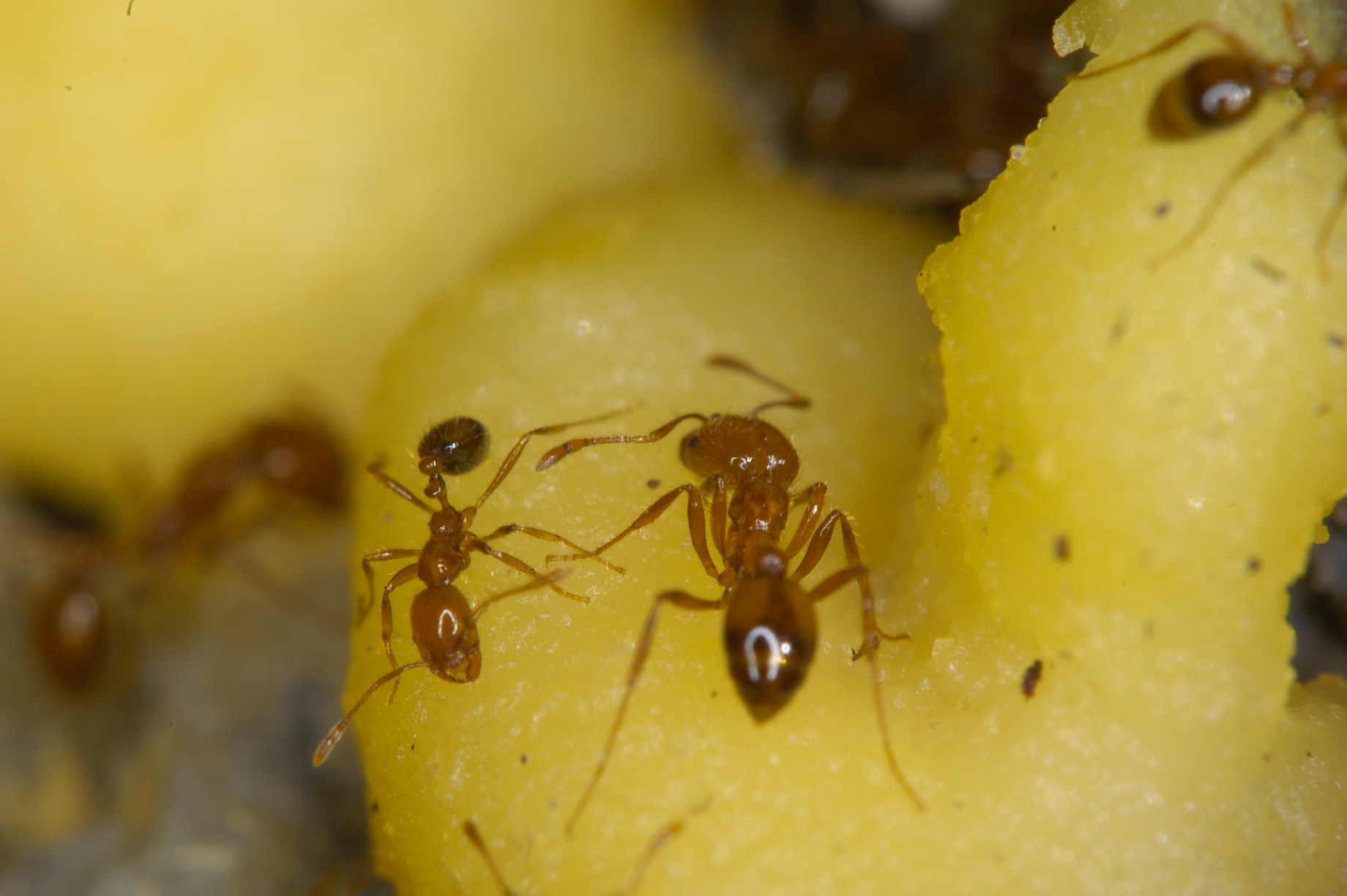 Brown-orange ants on food