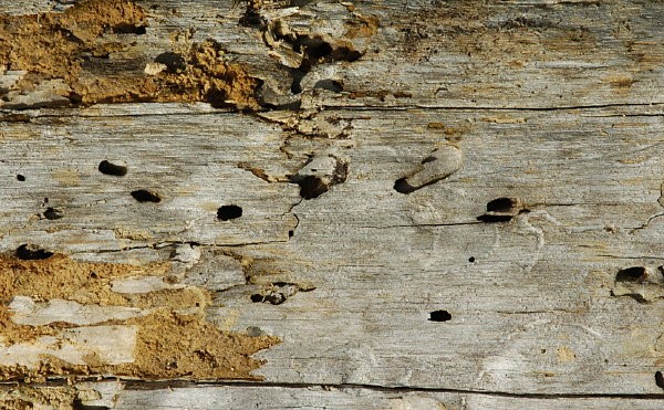 Wood with insect emergence holes and blisters