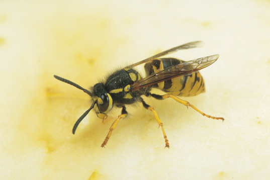 European wasp
