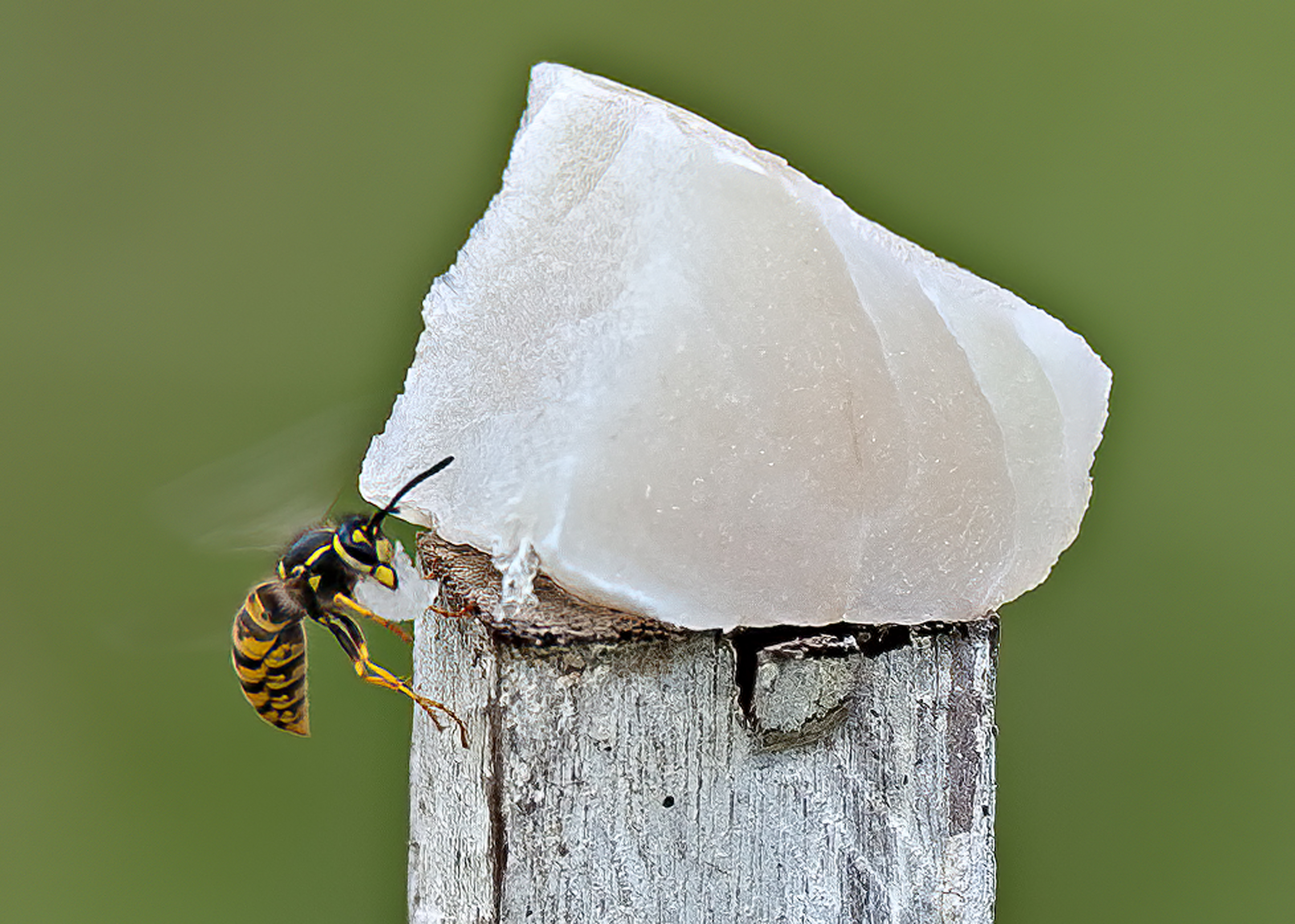 European wasp
