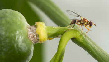 Queensland fruit fly on fruit