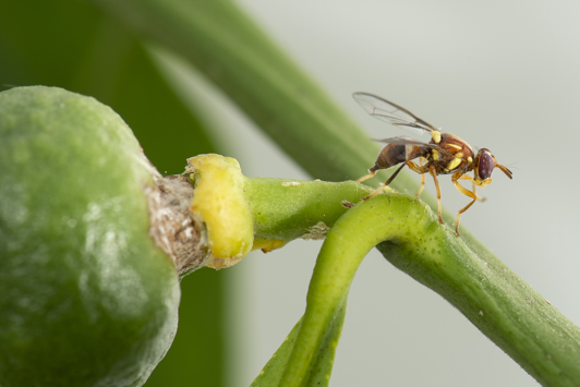 Queensland fruit fly