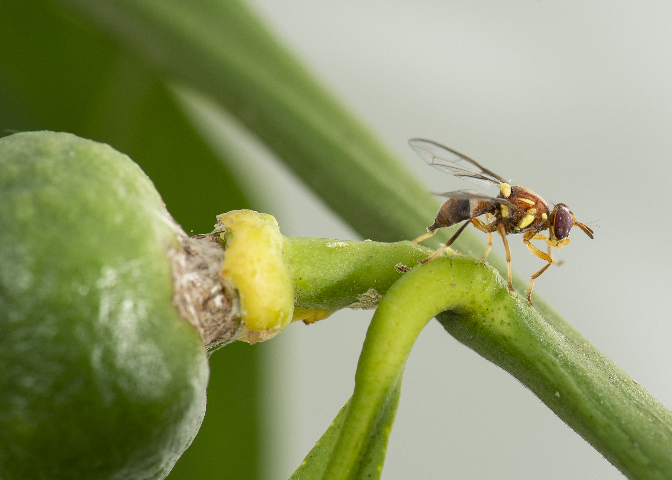 Queensland fruit fly 