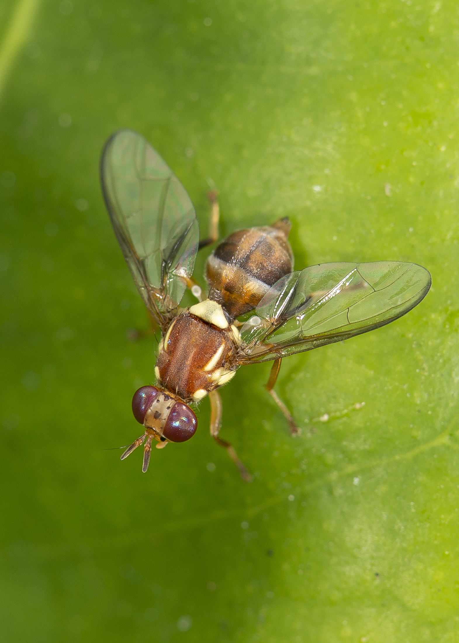 Queensland fruit fly on fruit