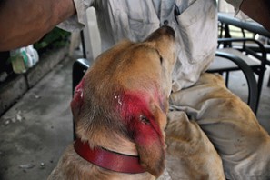 dog with stable fly bites on ears