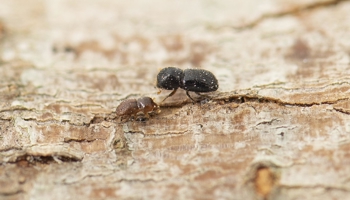 Polyphagous shot-hole borer