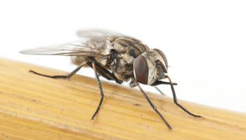 Close up image of stable fly