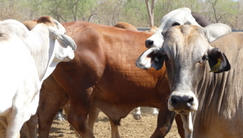 Brahman cattle in the Kimberley
