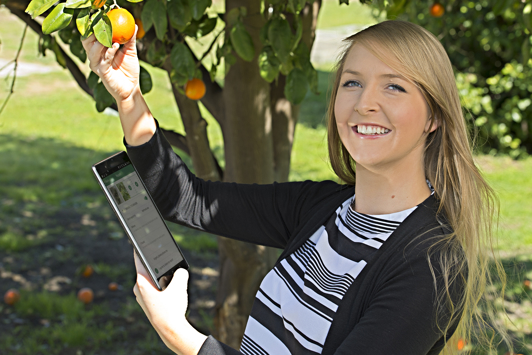 Person looking at fruit on tree and holding ipad 