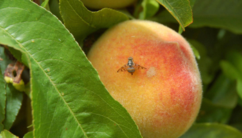 Fruit fly on fruit in tree