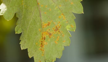 Grape vine rust of leaf