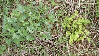 Healthy and infected plants