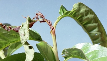 Peach tree with characteristic shoot damage