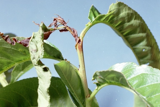 Peach tree with characteristic shoot damage