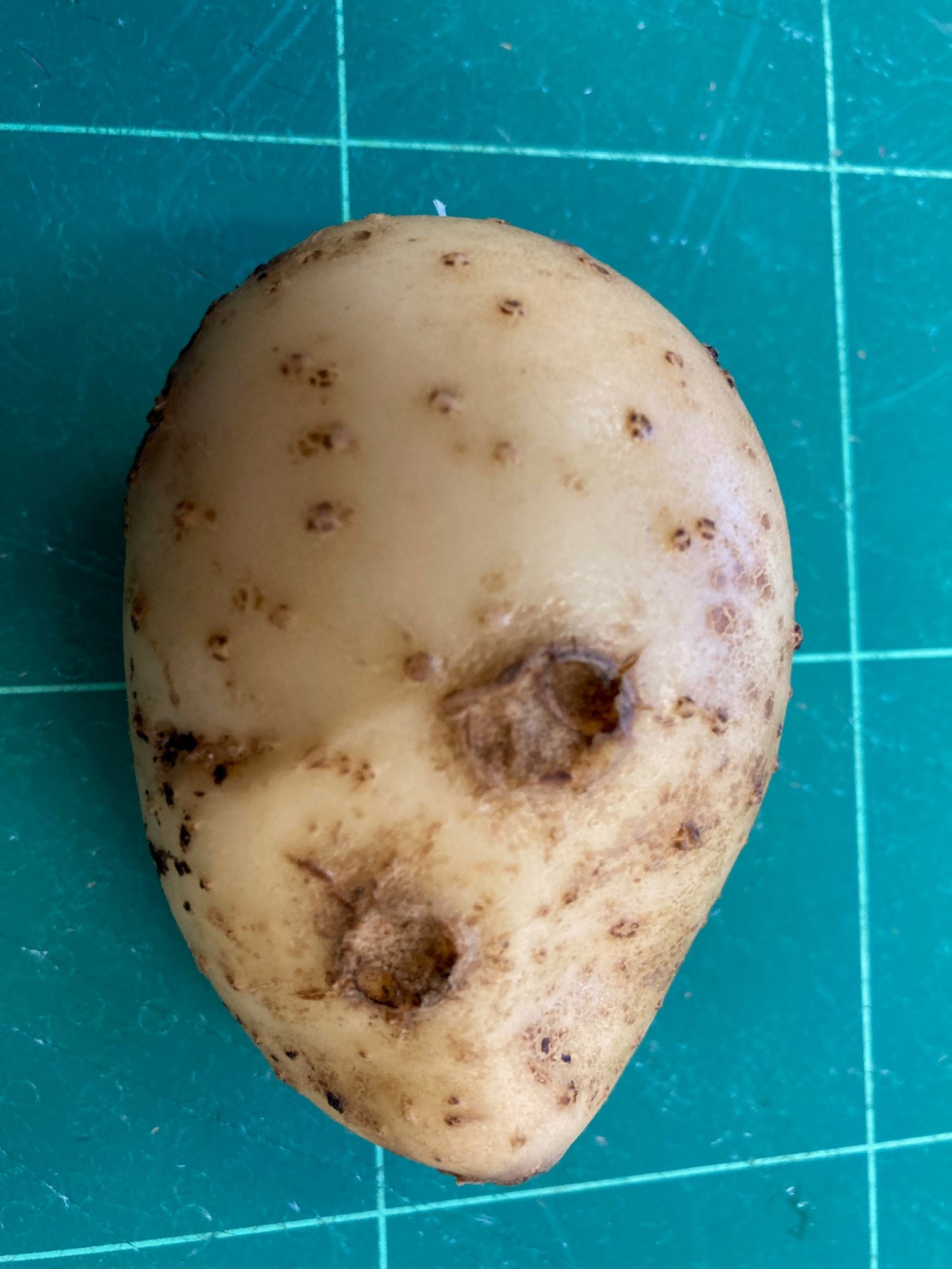 potato infected with mop-top virus