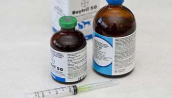Veterinary medication with syringe