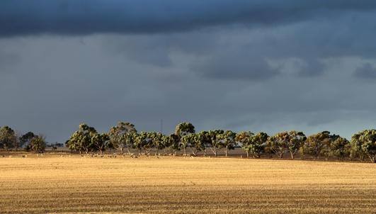 paddock with sheep and grey clouds in background