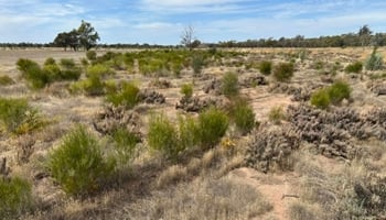 Saltland