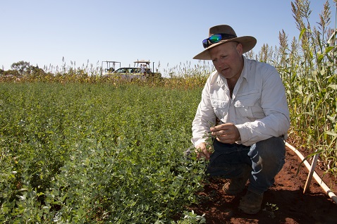 Research scientist examining lucrene plant in crop field