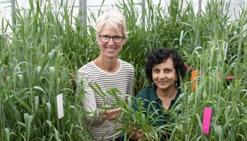 Two researchers posing with wheat in indoor lab