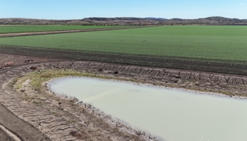 On farm pond with green crops in background