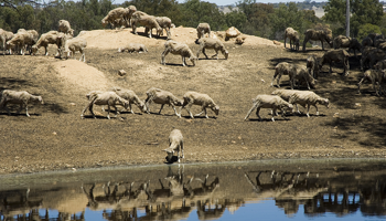 Sheep drinking at a farm dam