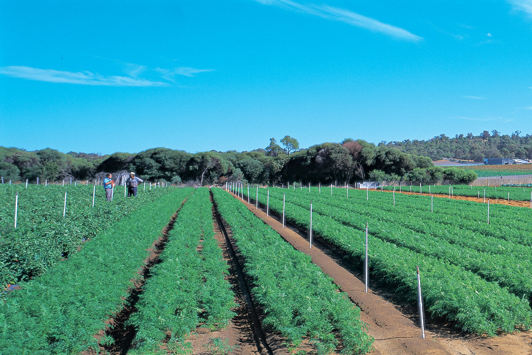 Market garden rows of vegetables 