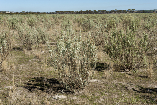 Salt bush