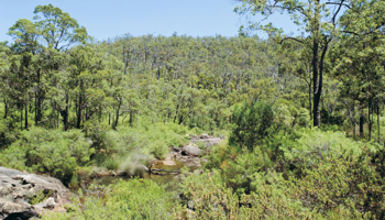 River running through undisturbed native vegetation