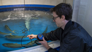 Person checking on fish in aquaculture hatchery tank