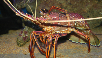 Underwater image of Western Rock Lobster