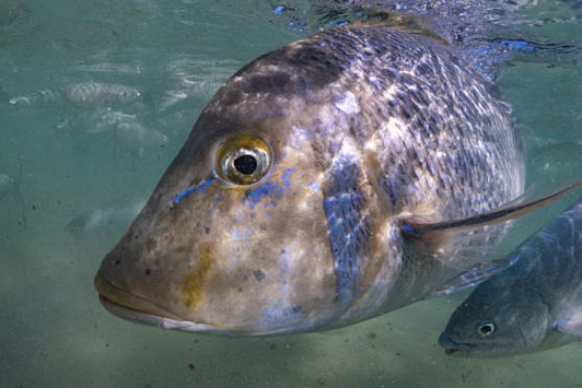 Spangled emperor underwater